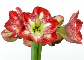 hippeastrum Mega Star ® (1)